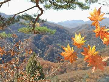 购买打胎药联系方式电话去医院看打胎药多少钱（去医院吃打胎药多少钱）